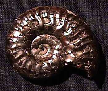 Ammonites et aliae spirae II - Denckmannia sp.
