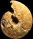 Macrocephalites gr. gracilis (M)
