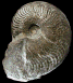Osperleioceras bicarinatum