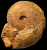 Harpoceras subplanatum