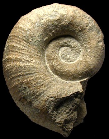 Ammonites et aliae spirae II - Lytoceras cornucopia