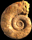 Lytoceras fimbriatum