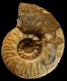 Bouleiceras nitescens