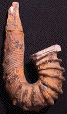 Ancyloceras cf. matheronianum