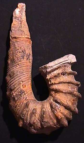 Ammonites et aliae spirae II - Ancyloceras matheronianum