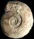 Haugia jugosa