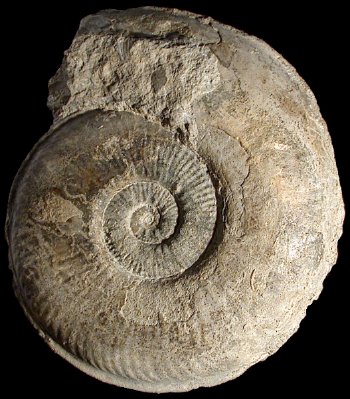 Ammonites et aliae spirae II - Haugia jugosa