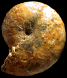 Calliphylloceras disputabile heterophylloides