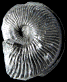 Oxytropidoceras (Venezoliceras) karsteni