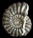 Brancoceras (Eubrancoceras) aegoceratoides
