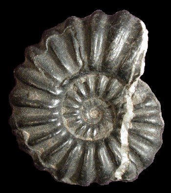 Ammonites et aliae spirae II - Brancoceras (Eubrancoceras) aegoceratoides