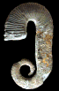 Acrioceras (Acrioceras) tabarelli
