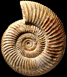 Parkinsonia (Parkinsonia) parkinsoni (m)