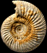 Parkinsonia (Parkinsonia) rarecostata (m)