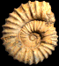 Procheloniceras sp.