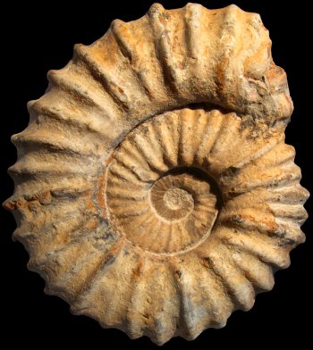 Ammonites et aliae spirae II - Procheloniceras sp.