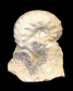 Saynoceras verrucosum