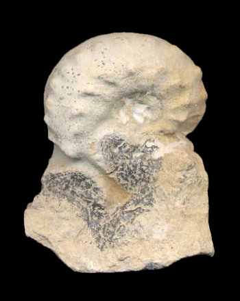 Ammonites et aliae spirae II - Saynoceras verrucosum