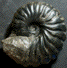 Gerhardtia galeatoides