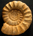 Pseudopeltoceras sp.