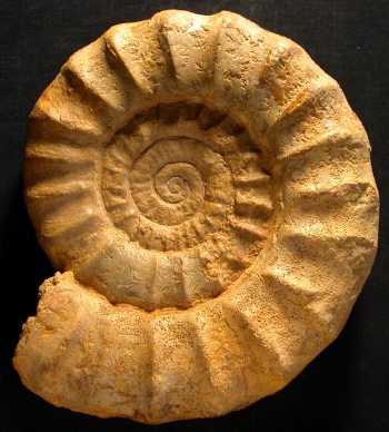 Ammonites et aliae spirae II - Pseudopeltoceras sp.