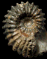 Douvilleiceras sp.