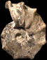 Mammites nodosoides