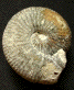 Bullatimorphites (Kheraiceras) microstoma (m)