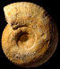 Gravesia irius
