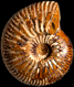 Paryphoceras stephanoides