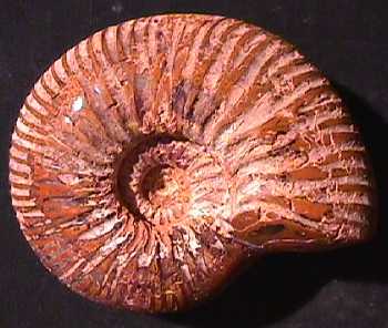 Ammonites et aliae spirae II - Eucycloceras sp.