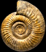 Parkinsonia (Durotrigensia) bradstockensis (M)