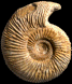Paragarantiana aff. longidoides (M)