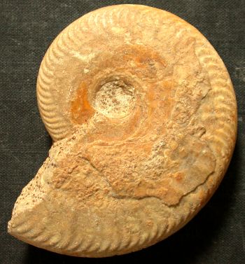 Ammonites et aliae spirae II - Oppelia subradiata