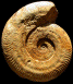 Harpoceras falciferum forme alpha (M)