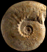 Kosmoceras jason (M)
