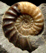 Asteroceras obtusum