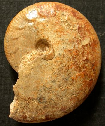 Ammonites et aliae spirae II - Oppelia subradiata