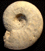 Pachydiscus (Pachydiscus) oldhami