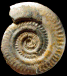 Hildoceras bifrons