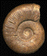 Pseudogrammoceras fallaciosum