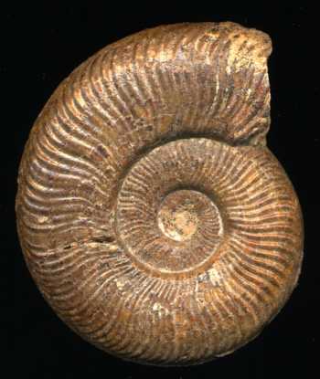 Ammonites et aliae spirae II - Pseudogrammoceras fallaciosum