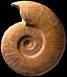 Leioceras evolutum (M)