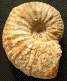 Phlycticeras pustulatum (M)