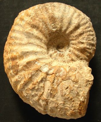 Ammonites et aliae spirae II - Phlycticeras pustulatum