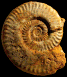 Hildaites murleyi