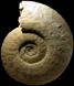 Sonninia (Papilliceras) phlyctaenodes (M)