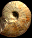 Witchellia sp.