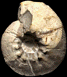 Olcostephanus (Olcostephanus) sp.