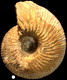 Macrocephalites lophopleurus  forme folliformis